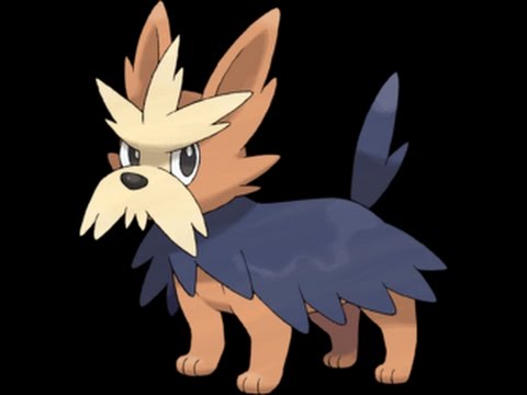 Lillipup